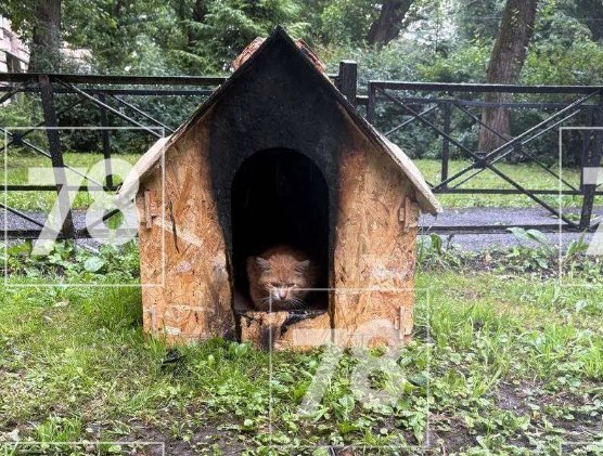 Пенсионерка сожгла домики для дворовых котов в Петербурге - Со слов соседей, поджоги домиков, специально обустроенных для животных, пенсионерка устраивает не в 