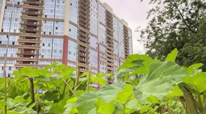 В Кудрово и Новосергиевке борются с борщевиком
