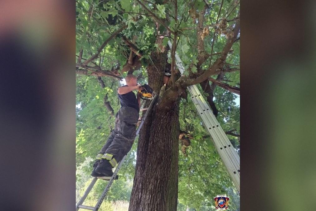 В Луге мужчина более суток провел в дупле клена - Мужчину осмотрела бригада скорой медицинской помощи. В госпитализации он не нуждался.