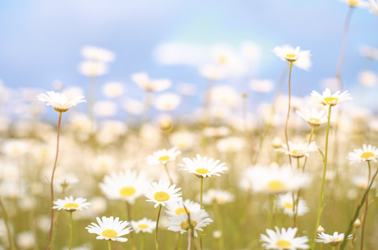погода Июль в Ленобласти завершается сухой и жаркой погодой - Температура воздуха ночью составит +11…+16°С, местами до +7°С, а днем поднимется до +25…+30°С.