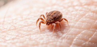 У клещей из Ленобласти нашли вызывающую лихорадку бактерию