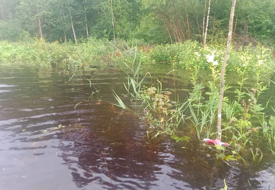 В СНТ Ломоносовского района снижается уровень воды после подтоплений - В ходе оперативных работ эвакуированы 8 человек.