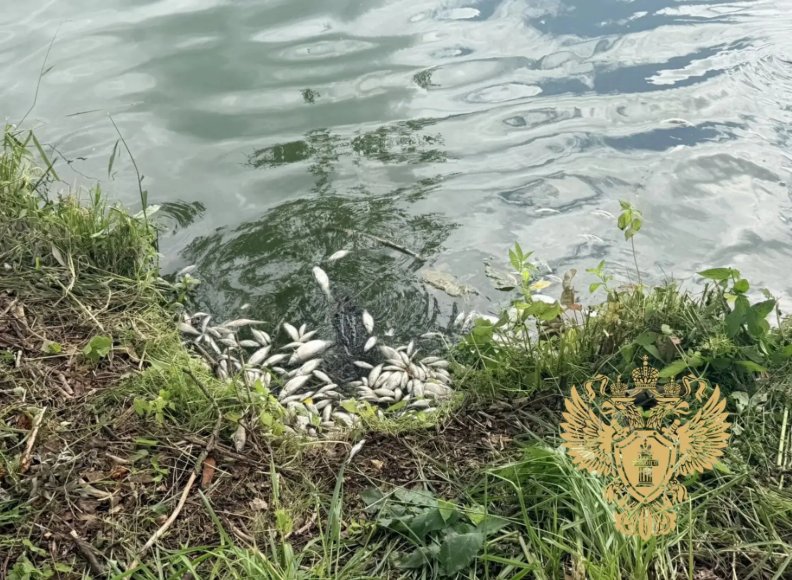 В Аннинском озере взяли пробы воды после гибели рыбы - Ранее прокуратура поставила на контроль ситуацию с мором рыбы в водоеме.