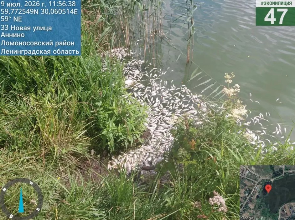 Специалисты продолжают выяснять причины мора рыбы в Аннинском озере - Сотрудники экомилиции подтвердили замор рыбы в водоеме.