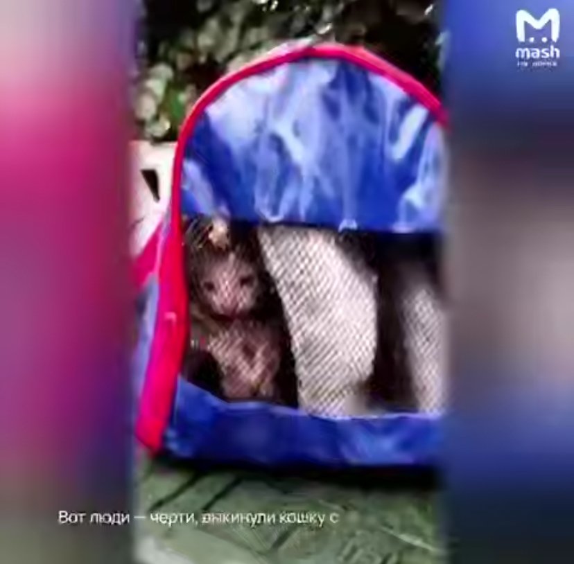В Никольском водитель мусоровоза спас четырех котят и кошку - Мать после спасения убежала, а котят забрали местные жители.