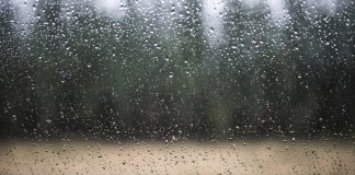 Грозы, град и до +22°С – погода в Ленобласти на 11 августа