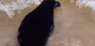 Четыре ладожские нерпы вернулись в дикую природу после реабилитации