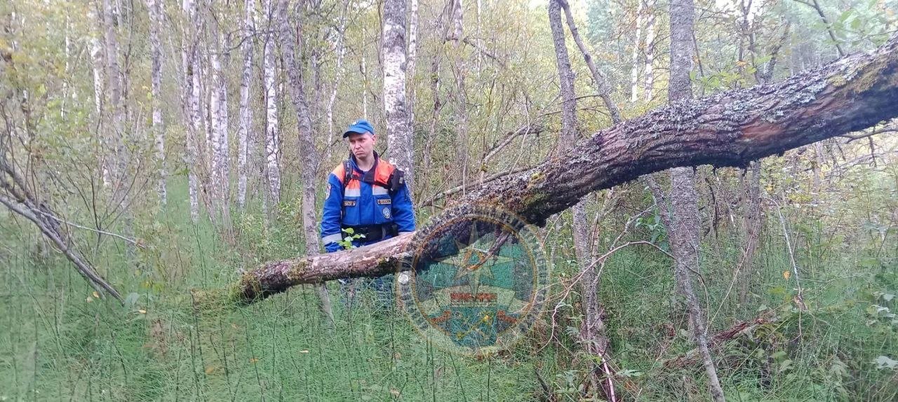 Заблудившаяся в лесу жительница Ленобласти найдена мертвой после двух дней поисков - Тело женщины эвакуировали из леса.