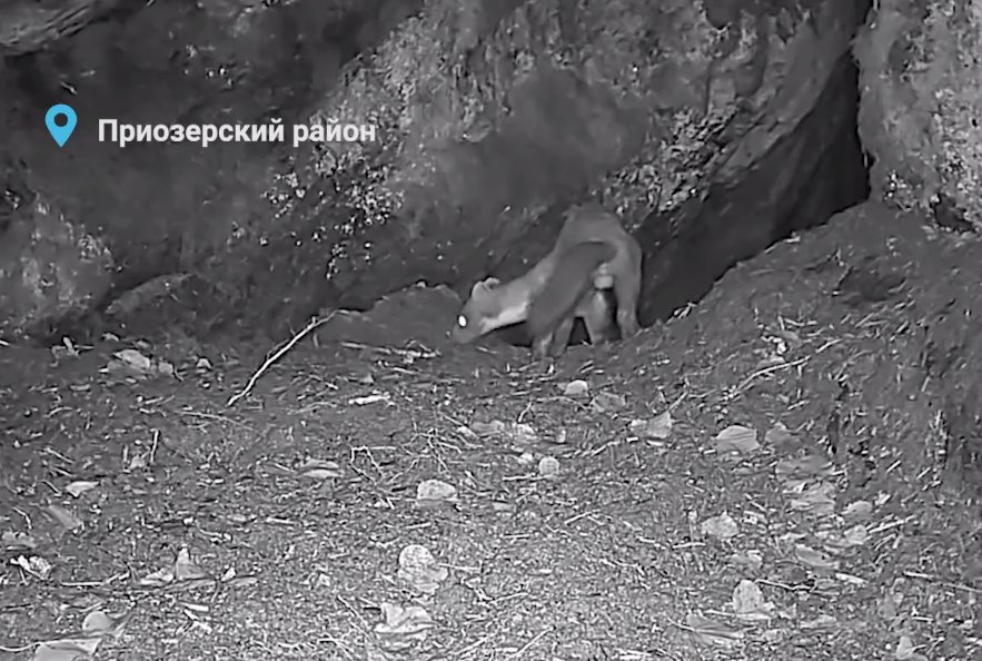 В Приозерском районе любопытная куница проникла в нору барсука, пока тот был на охоте - Куница тайком обследовала жилище соседа.