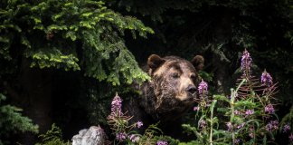 Медведи уже убили не менее 17 россиян