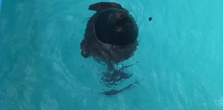 Тюлень Крошик уплыл в открытое плавание после 10 лет жизни с людьми