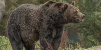 В 41 регионе России медведи выходили к людям с начала года: в их числе Ленобласть