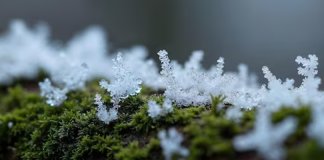 Первые ночные заморозки до -1°С ожидаются в Ленобласти