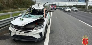 Лось устроил ДТП на КАД в Петербурге. Два человека пострадали