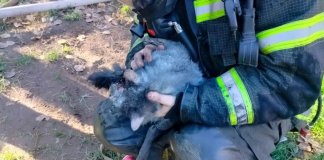 Пожарные спасли 13 кошек и котят из горящего дома в деревне Ковшово