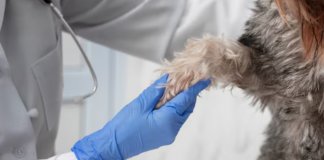 Смертельную вакцину для животных "Мультикан"  продавали по поддельному паспорту