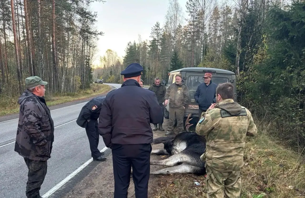 Лось с огнестрельным ранением выбежал на трассу в Ленобласти и погиб — из леса вышел мужчина с ружьем - О возможных нарушениях на особо охраняемых природных территориях Ленинградской области жителей прося
