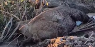 Умирающего верблюда нашли в канаве под Тосно