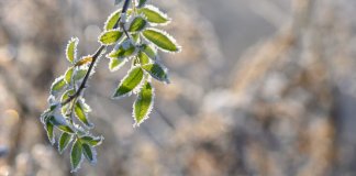 Заморозки до -1 градуса ударят по Ленобласти ночью 8 октября