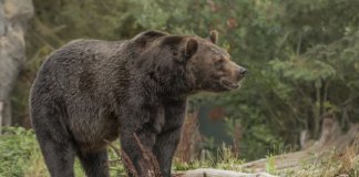Число погибших от нападений медведей в России за год выросло до 27 человек