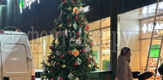 В Петербурге стали появляться первые новогодние елки за 2,5 месяца до праздника